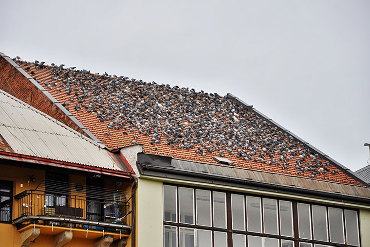 A2B Pest Control are able to install spikes to deter birds from roofs in City Of Westminster. 