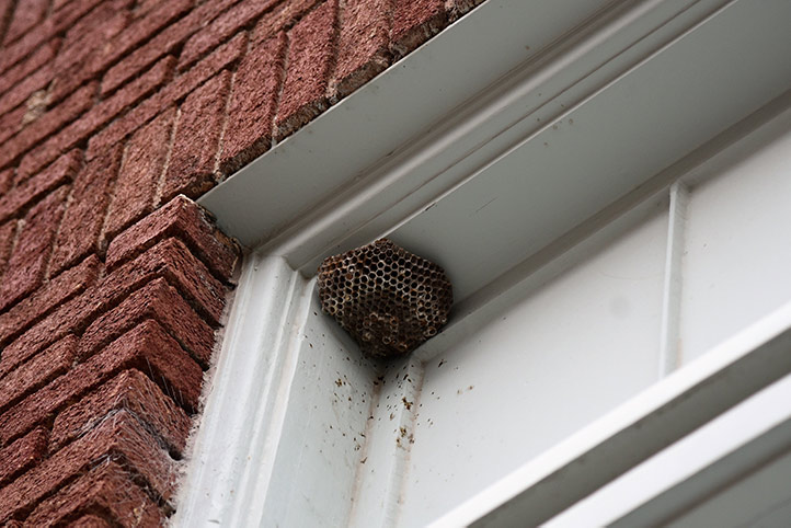 We provide a wasp nest removal service for domestic and commercial properties in City Of Westminster.